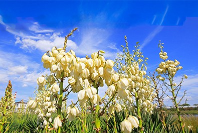 Pozrime sa na národný nápoj v Mexiku - tequila