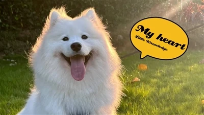 Základné znalosti o psích srdcových chorobách
