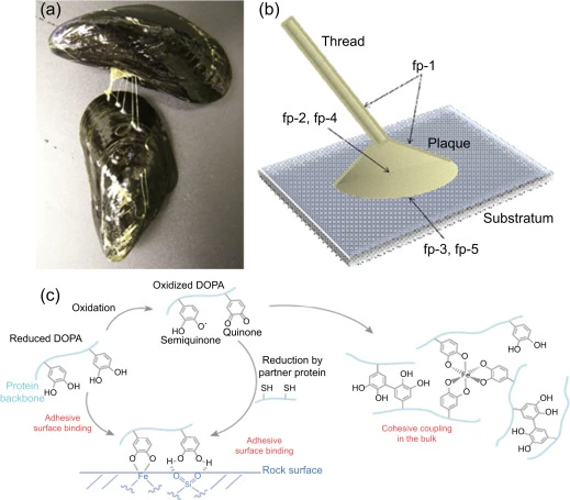 97.Mussel adhesive protein powder