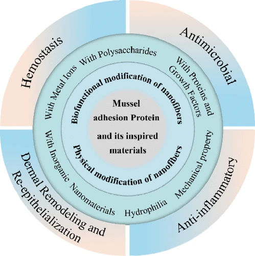 97.Mussel adhesive protein powder B